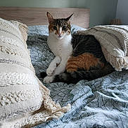 Ulysse a rejoint le concours — aidez-le/la à gagner de superbes lots ! animal, bed, blanket, calm, cat, cozy, feline, fringe, fur, headboard, home, indoor, patterned_bedspread, pet, pillow, relaxing, resting, striped_pillow, tabby_cat, whiskers