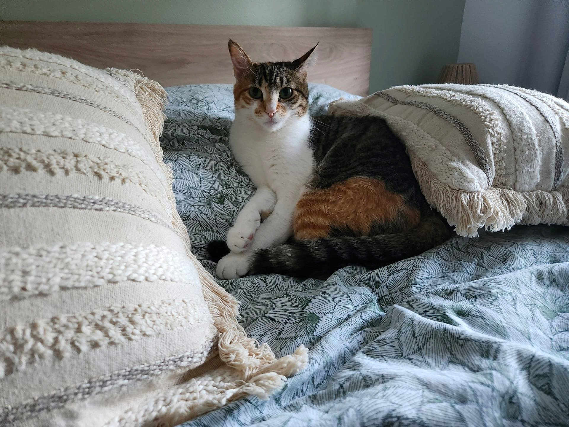 Ulysse a rejoint le concours — aidez-le/la à gagner de superbes lots ! animal, bed, blanket, calm, cat, cozy, feline, fringe, fur, headboard, home, indoor, patterned_bedspread, pet, pillow, relaxing, resting, striped_pillow, tabby_cat, whiskers
