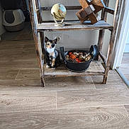Bloom a rejoint le concours — aidez-le/la à gagner de superbes lots ! animal, basket, calico, cat, cozy, curious, decorative_balls, floor, furniture, globe, home, indoor, kitten, natural_light, pet, pinecones, rustic, sitting, wooden_puzzle, wooden_shelf