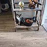animal, basket, calico, cat, cozy, curious, decorative_balls, floor, furniture, globe, home, indoor, kitten, natural_light, pet, pinecones, rustic, sitting, wooden_puzzle, wooden_shelf