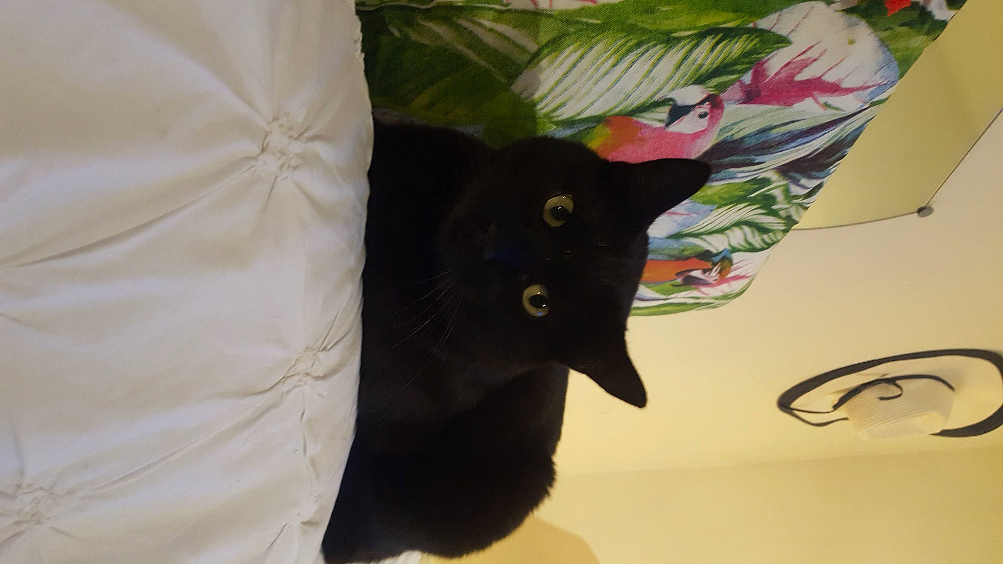 Lotus a rejoint le concours — aidez-le/la à gagner de superbes lots ! black_cat, bombay, carnivore, cat, comfort, domestic_short_haired_cat, felidae, fur, linens, plant, small_to_medium_sized_cats, tail, whiskers, window