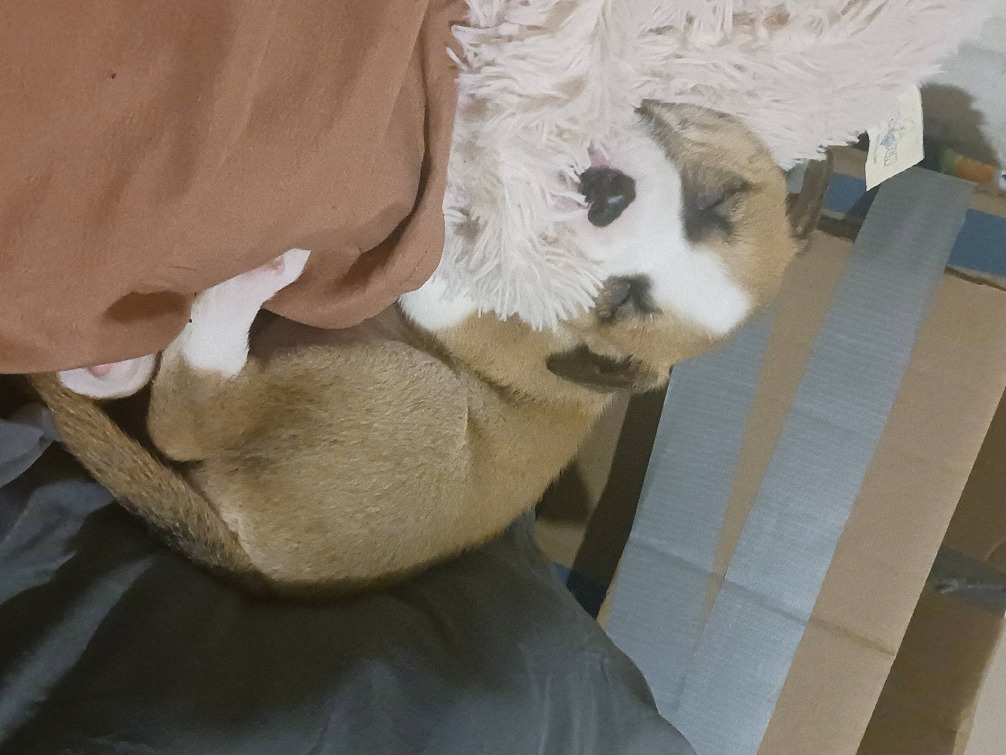 Harley Angel Breeden