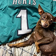 Poison Ivy is registered to the contest to win money with this photo: dog, small_dog, brown_dog, lying_down, belly_up, sideways_pose, pointed_ears, short_hair, pet, animal, indoors, bed, blanket, sports_jersey, teal, number_one, portrait, funny, cute, relaxed