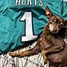 dog, small_dog, brown_dog, lying_down, belly_up, sideways_pose, pointed_ears, short_hair, pet, animal, indoors, bed, blanket, sports_jersey, teal, number_one, portrait, funny, cute, relaxed