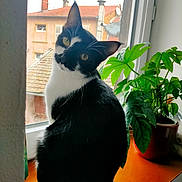 Oli participe au concours pour gagner de l'argent avec cette photo : cat, black_and_white, windowsill, window, plant, potted_plant, green_leaves, indoor, curious, head_tilt, feline, pet, domestic_animal, daylight, wooden_surface, close_up, looking_at_camera, whiskers, ears, background_buildings