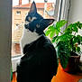 cat, black_and_white, windowsill, window, plant, potted_plant, green_leaves, indoor, curious, head_tilt, feline, pet, domestic_animal, daylight, wooden_surface, close_up, looking_at_camera, whiskers, ears, background_buildings