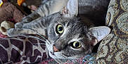 Yoshi is registered to the contest to win money with this photo: animal, cat, closeup, couch, cozy, cushion, cute, ears, eyes, fur, furniture, gray_tabby, home, indoor, mammal, pet, plush_toy, relaxed, resting, whiskers