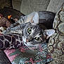 animal, cat, closeup, couch, cozy, cushion, cute, ears, eyes, fur, furniture, gray_tabby, home, indoor, mammal, pet, plush_toy, relaxed, resting, whiskers