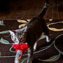 Yoshi is registered to the contest to win money with this photo: animal, cat, cute, domestic_cat, fur, home, indoor, mammal, patterned_rug, pet, pet_toy, playful, red, rug, tabby, tail, toy, walking, whiskers, wooden_floor