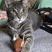 Yoshi is registered to the contest to win money with this photo: alert, cat, claws, close_up, couch, curious, domestic_cat, feline, fur, gray_tabby, indoor, paw, pet, pillow, relaxed, sitting, texture, toy_mouse, whiskers, yellow_eyes