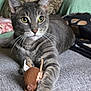 alert, cat, claws, close_up, couch, curious, domestic_cat, feline, fur, gray_tabby, indoor, paw, pet, pillow, relaxed, sitting, texture, toy_mouse, whiskers, yellow_eyes
