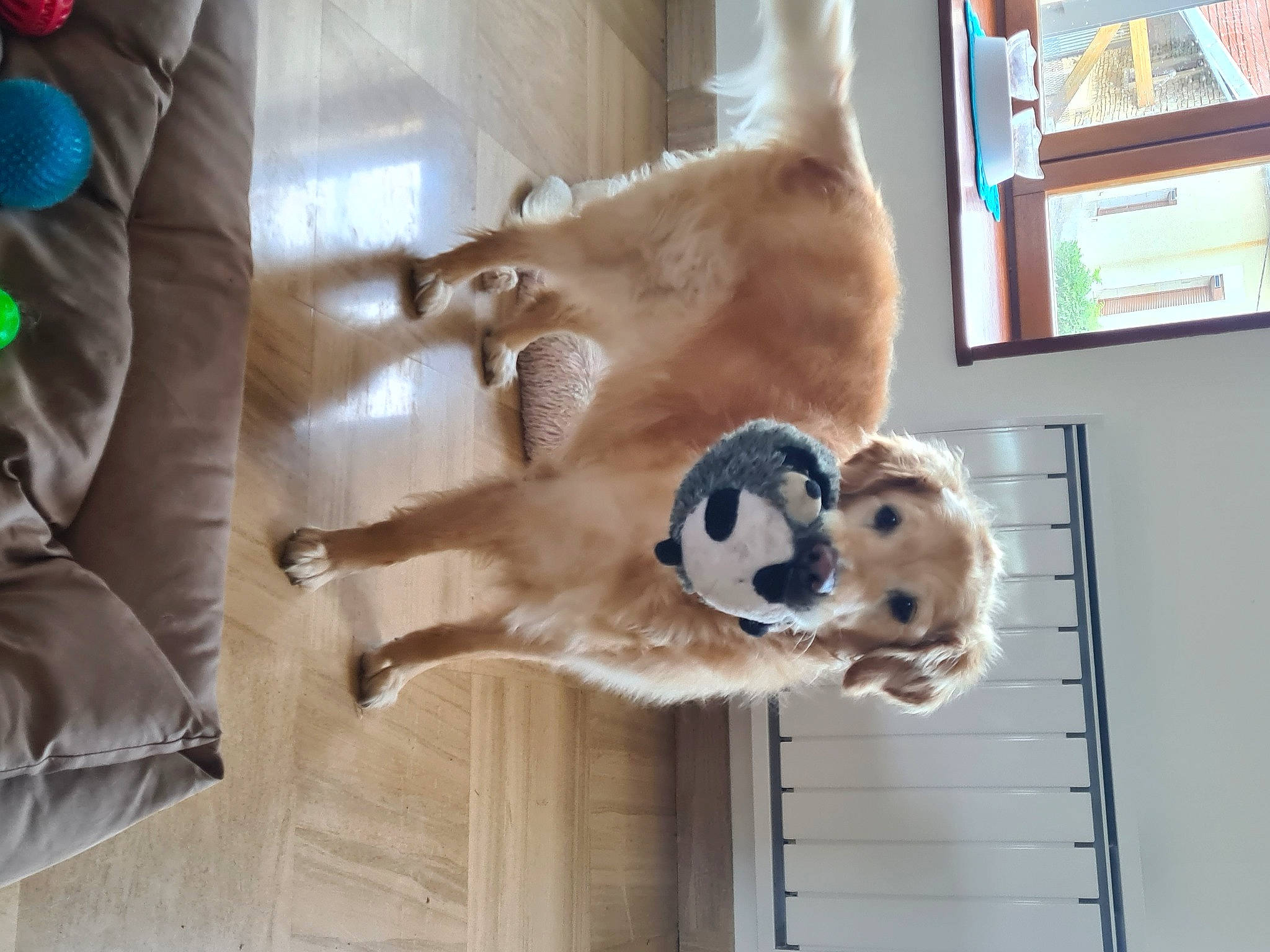 Illy participe au concours pour gagner de l'argent avec cette photo : canidae, carnivore, comfort, companion_dog, dog, dog_breed, dog_supply, fawn, felidae, flooring, fur, hardwood, paw, pet_supply, room, snout, sporting_group, tail, wood, working_animal