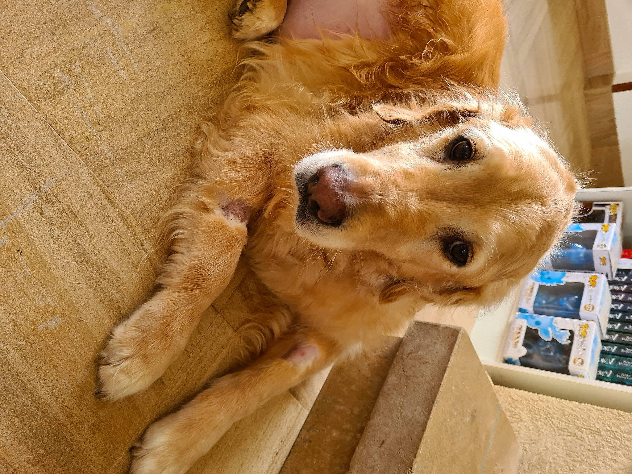 Illy participe au concours pour gagner de l'argent avec cette photo : canidae, carnivore, companion_dog, computer_keyboard, dog, dog_breed, dog_collar, fawn, fur, non_sporting_group, paw, puppy, selfie, snout, sporting_group, sunglasses, toy_dog, whiskers, wood, working_animal