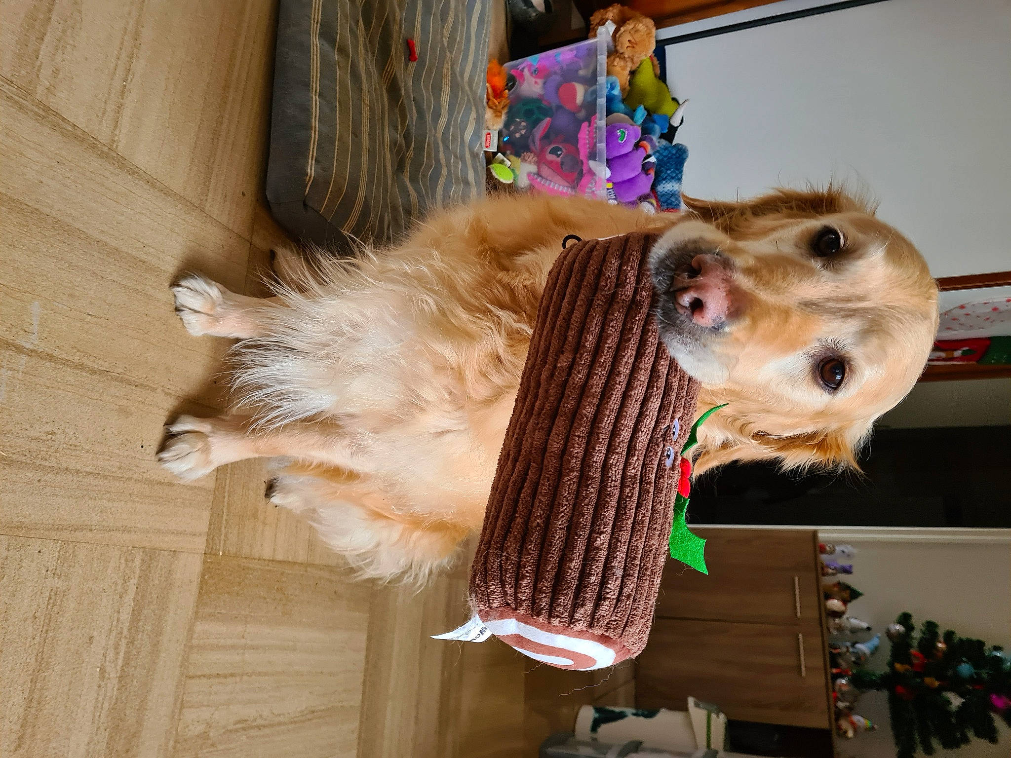 Illy a rejoint le concours — aidez-le/la à gagner de superbes lots ! canidae, carnivore, collar, companion_dog, dog, dog_breed, dog_clothes, dog_supply, fawn, fur, hardwood, holiday, leash, pet_supply, snout, sporting_group, terrier, toy, wood, working_animal