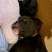 Nova joined the competition — help win amazing prizes! animal, black_dog, closeup, collar, comfort, cozy, cute, fur, indoor, mouth, napping, pet, pink, plush_toy, puppy, relaxed, resting, sleeping, snuggled, soft_texture
