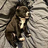 Nova joined the competition — help win amazing prizes! adorable, animal, black_and_white, blanket, comfort, cozy, cute, fur, indoors, nose, paw, pet, puppy, relaxation, rest, sleep, sleeping, small, warm, young