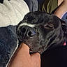 Nova is registered to the contest to win money with this photo: bite, black_dog, blanket, casual, close_up, comfort, controller, couch, cozy, dog, finger, hand, indoor, nap, person, pet, relaxing, resting, sleeping, video_game