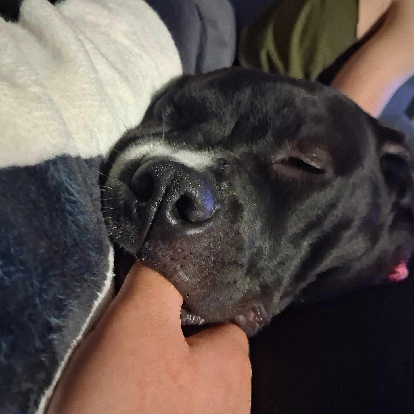 Nova