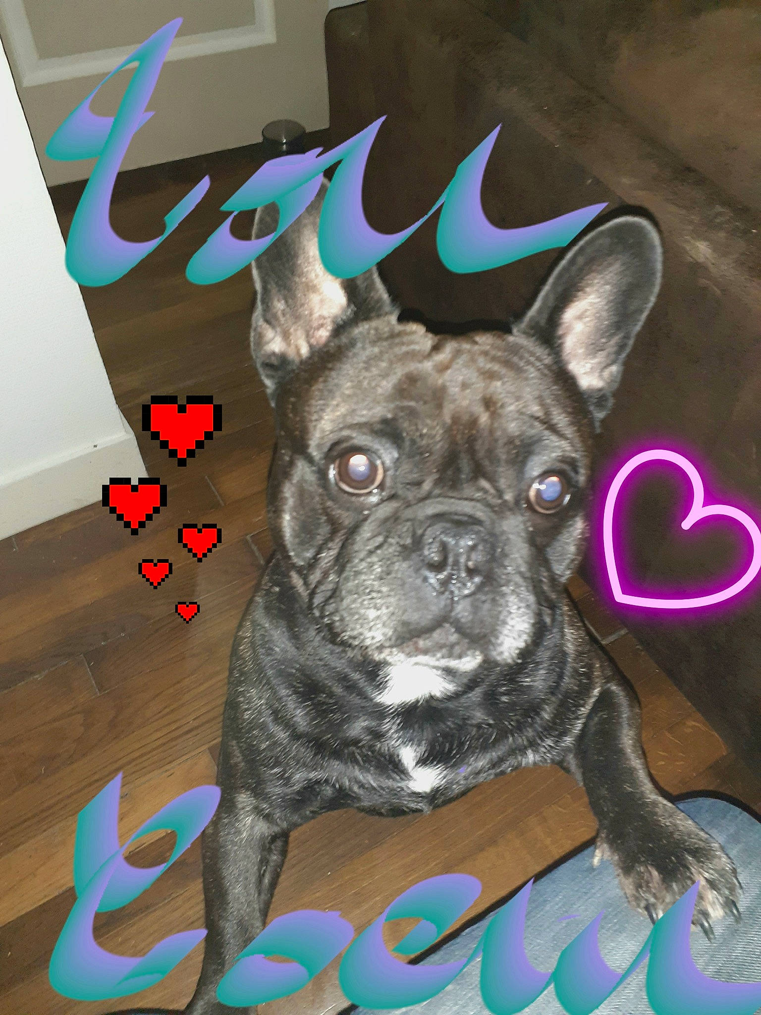 Holly a rejoint le concours — aidez-le/la à gagner de superbes lots ! art, canidae, carnivore, companion_dog, dog, dog_breed, electric_blue, fawn, flooring, fur, illustration, non_sporting_group, pattern, snout, sporting_group, terrestrial_animal, toy_dog, visual_arts, whiskers, working_animal