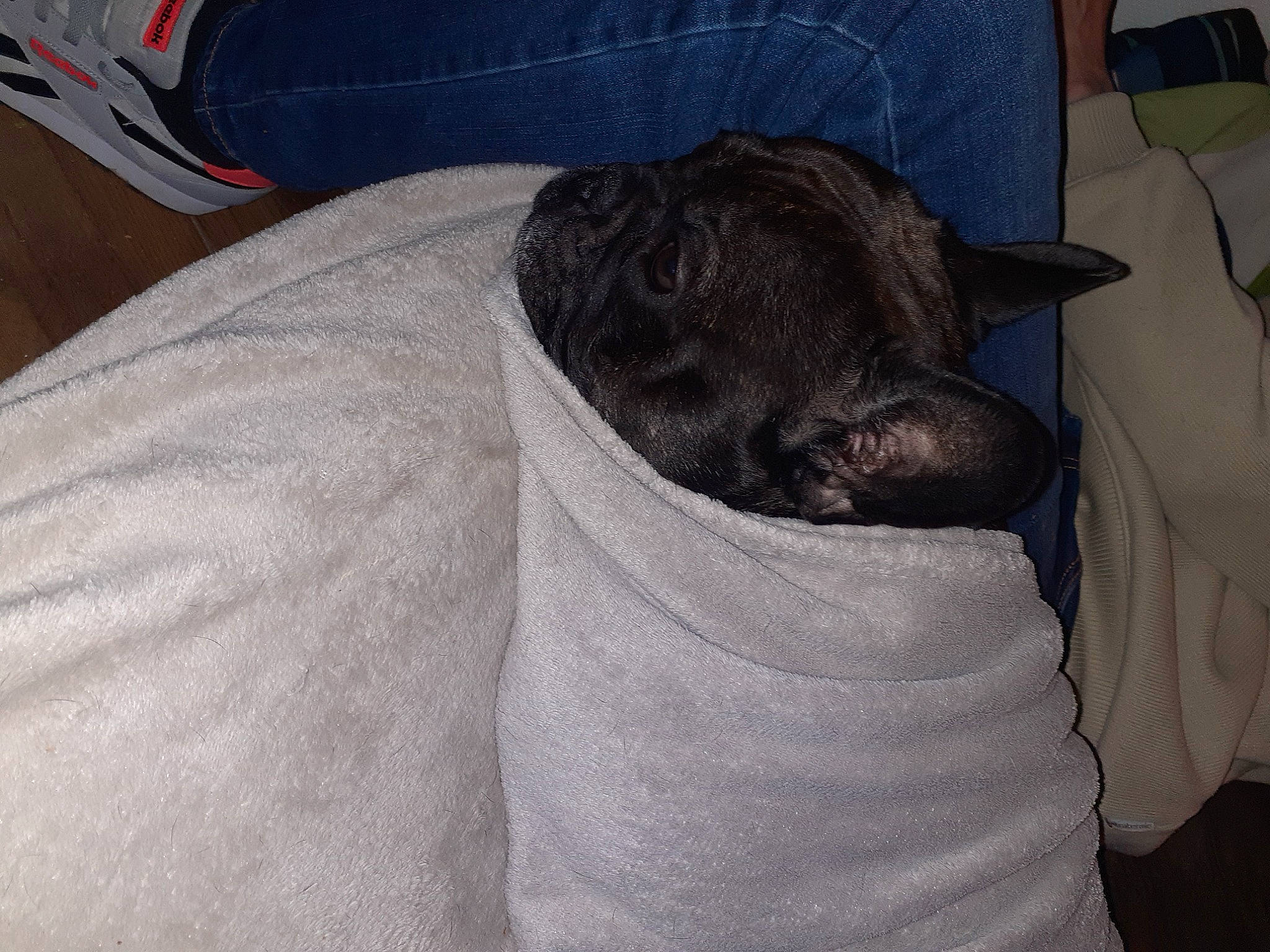 Holly a rejoint le concours — aidez-le/la à gagner de superbes lots ! bean_bag, black_cat, carnivore, cat, cat_bed, cat_supply, comfort, companion_dog, couch, dog_breed, domestic_short_haired_cat, felidae, fur, grey, human_leg, linens, nap, small_to_medium_sized_cats, tail, whiskers