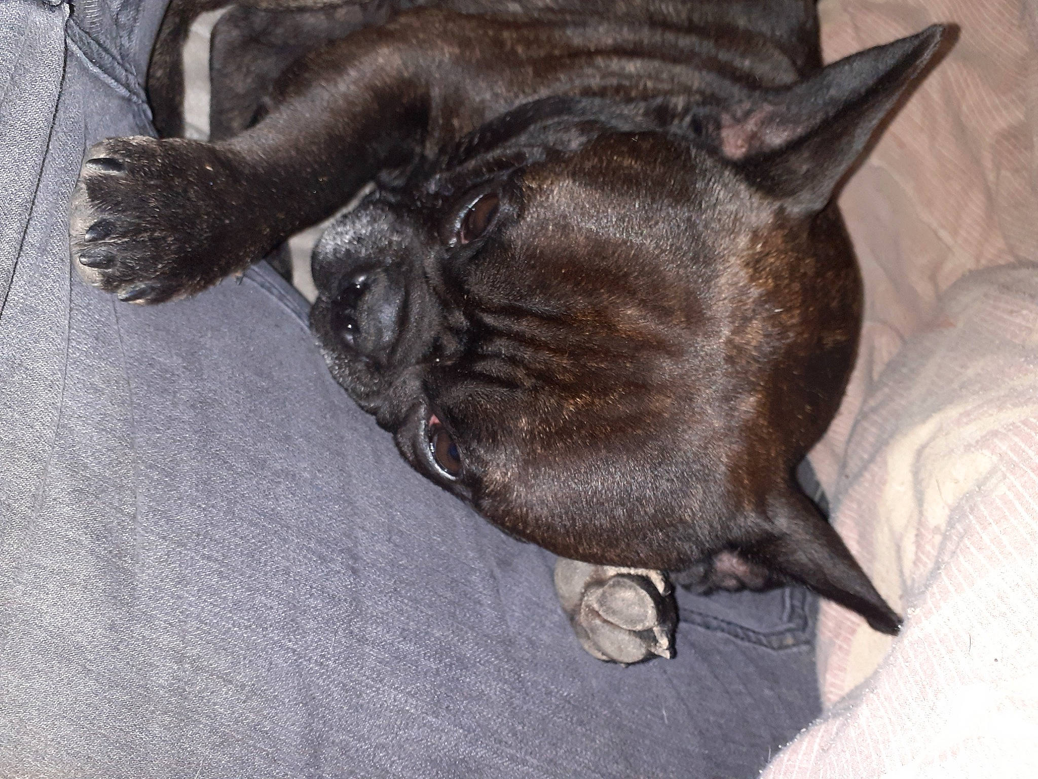 Holly participe au concours pour gagner de l'argent avec cette photo : black_cat, canidae, carnivore, cat, claw, comfort, dog_breed, domestic_short_haired_cat, fawn, felidae, fur, grey, liver, nap, small_to_medium_sized_cats, snout, sporting_group, tail, terrestrial_animal, whiskers