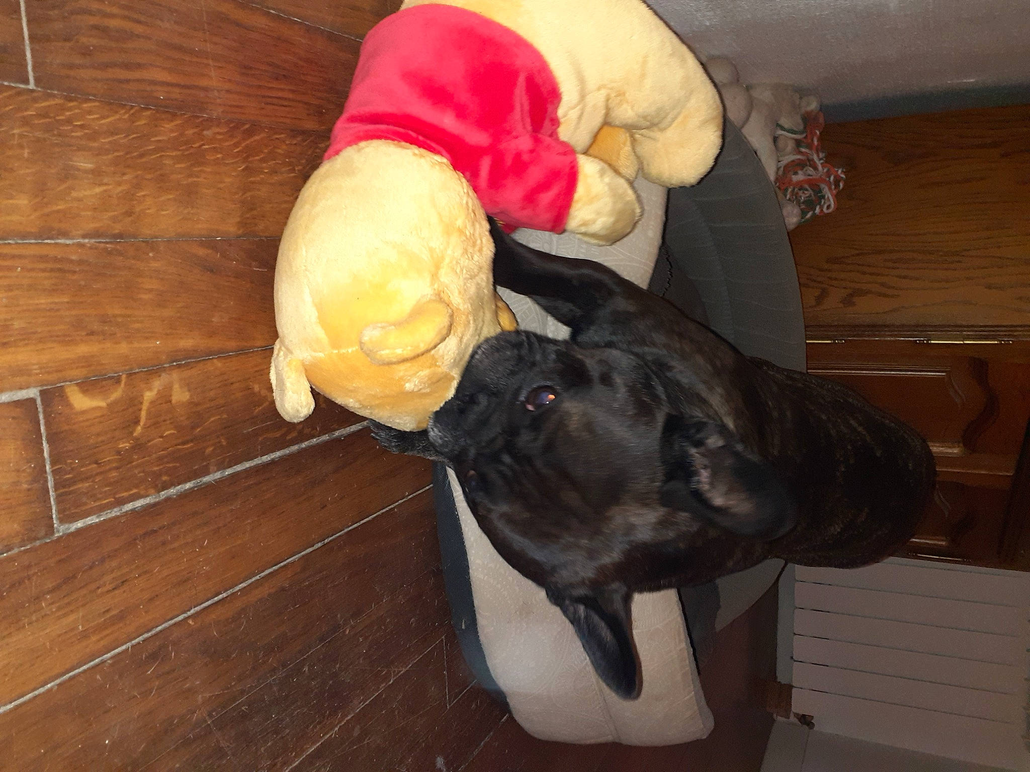 Holly a rejoint le concours — aidez-le/la à gagner de superbes lots ! canidae, carnivore, comfort, companion_dog, dog, dog_breed, fawn, felidae, floor, flooring, fur, hardwood, sporting_group, tail, terrestrial_animal, varnish, whiskers, wood, wood_stain, working_animal