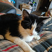 Cow Kitty is registered to the contest to win money with this photo: animal, bed, black_and_white, cat, closeup, cozy, cute, domestic_animal, feline, fur, home, indoor, living_space, paw, pet, relaxed, resting, sleepy, striped_bedspread, whiskers