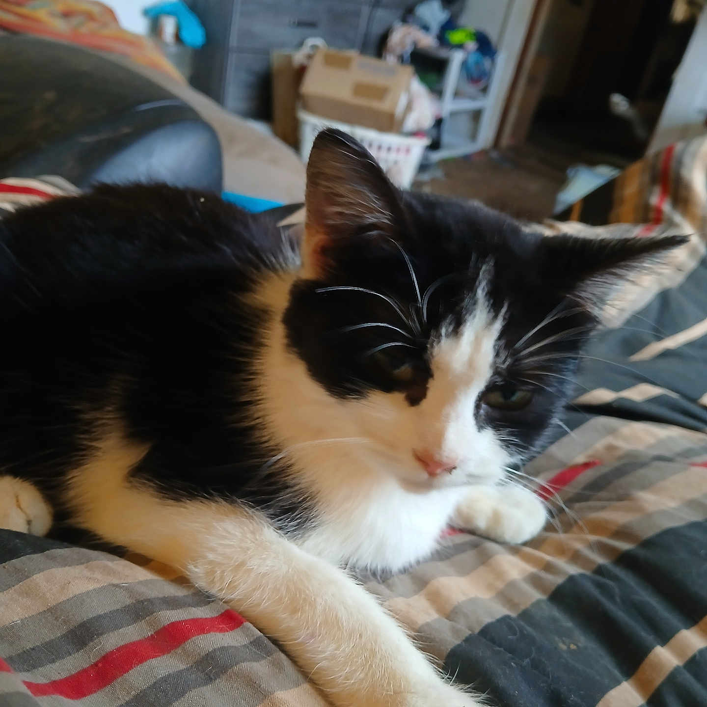 Cow Kitty