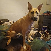 Angel is registered to the contest to win money with this photo: animal, bed, black_and_white_dog, blanket, brown_dog, canine, clutter, dog, domestic, dressing_table, floor, furniture, household_items, indoor, laundry_basket, pet, resting, room, sitting, wall