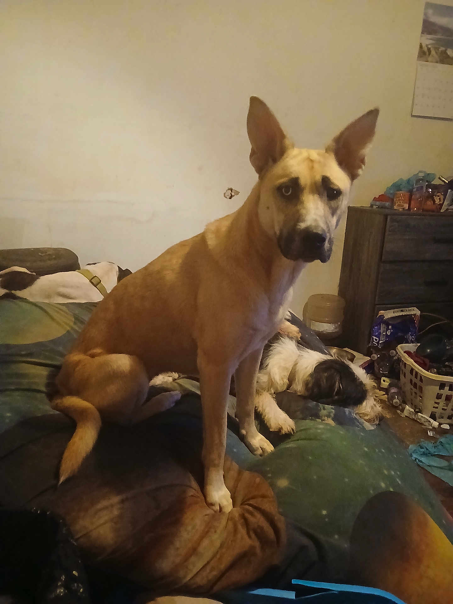 Angel is registered to the contest to win money with this photo: animal, bed, black_and_white_dog, blanket, brown_dog, canine, clutter, dog, domestic, dressing_table, floor, furniture, household_items, indoor, laundry_basket, pet, resting, room, sitting, wall