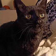 Abby joined the competition — help win amazing prizes! abyssinian, animal, blackcat, blanket, cat, kitten, manx, pet