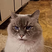 Alli is registered to the contest to win money with this photo: abyssinian, angora, animal, architecture, building, cat, drawer, furniture, hardwood, indoors, interiordesign, kitten, livingroom, manx, pet, plywood, room, siamese, stainedwood, wood