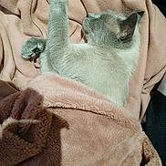 Odin a rejoint le concours — aidez-le/la à gagner de superbes lots ! abyssinian, animal, baby, back, blanket, bodypart, cat, clothing, fleece, homedecor, kitten, laundry, linen, manx, person, pet, quilt, siamese, sleeping, towel