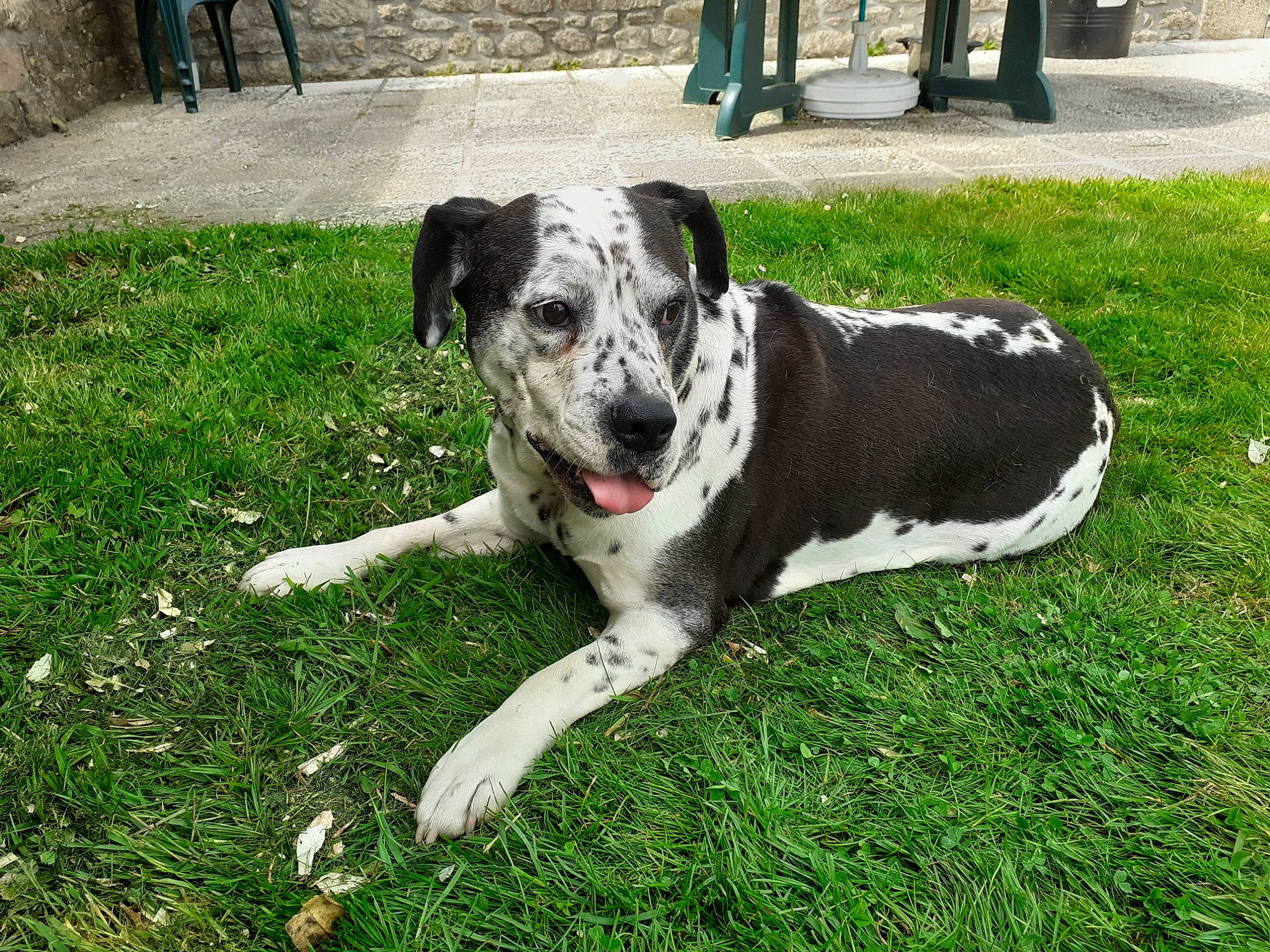 Tayson a rejoint le concours — aidez-le/la à gagner de superbes lots ! american_bulldog, canidae, carnivore, catahoula_bulldog, companion_dog, dog, dog_breed, fawn, grass, great_dane, louisiana_catahoula_leopard_dog, mammal, non_sporting_group, plant, rare_breed_dog, snout, sporting_group, vertebrate, working_dog