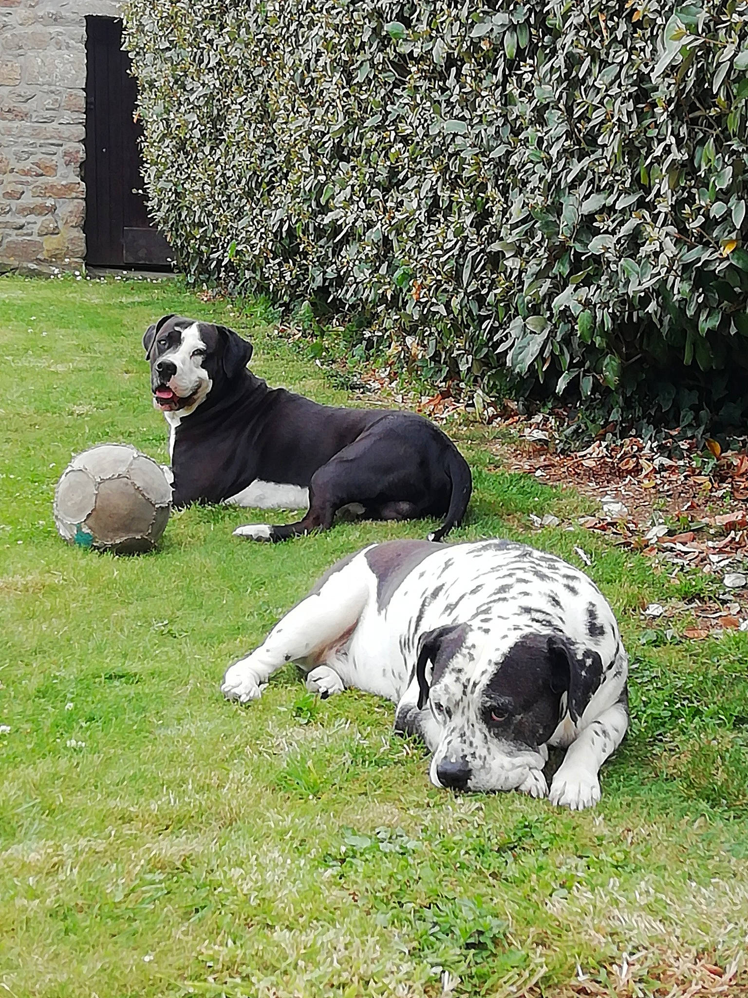 Tayson a rejoint le concours — aidez-le/la à gagner de superbes lots ! american_bulldog, canidae, carnivore, companion_dog, dog, dog_breed, grass, great_dane, lawn, mammal, non_sporting_group, rare_breed_dog, snout, sporting_group, tail, vertebrate