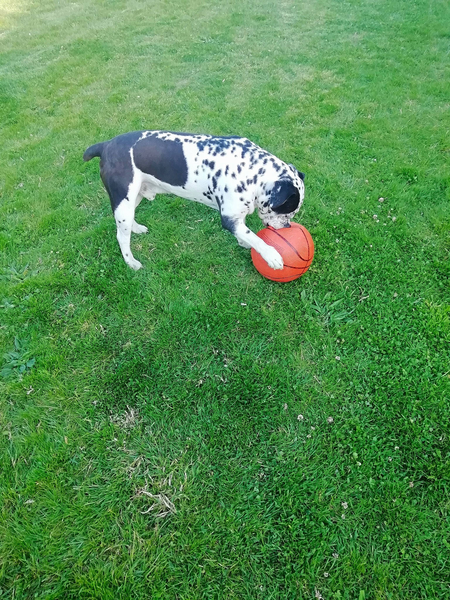 Tayson participe au concours pour gagner de l'argent avec cette photo : braque_dauvergne, canidae, carnivore, dalmatian, dog, dog_breed, grass, lawn, mammal, non_sporting_group, plant, pointer, sporting_group, tail