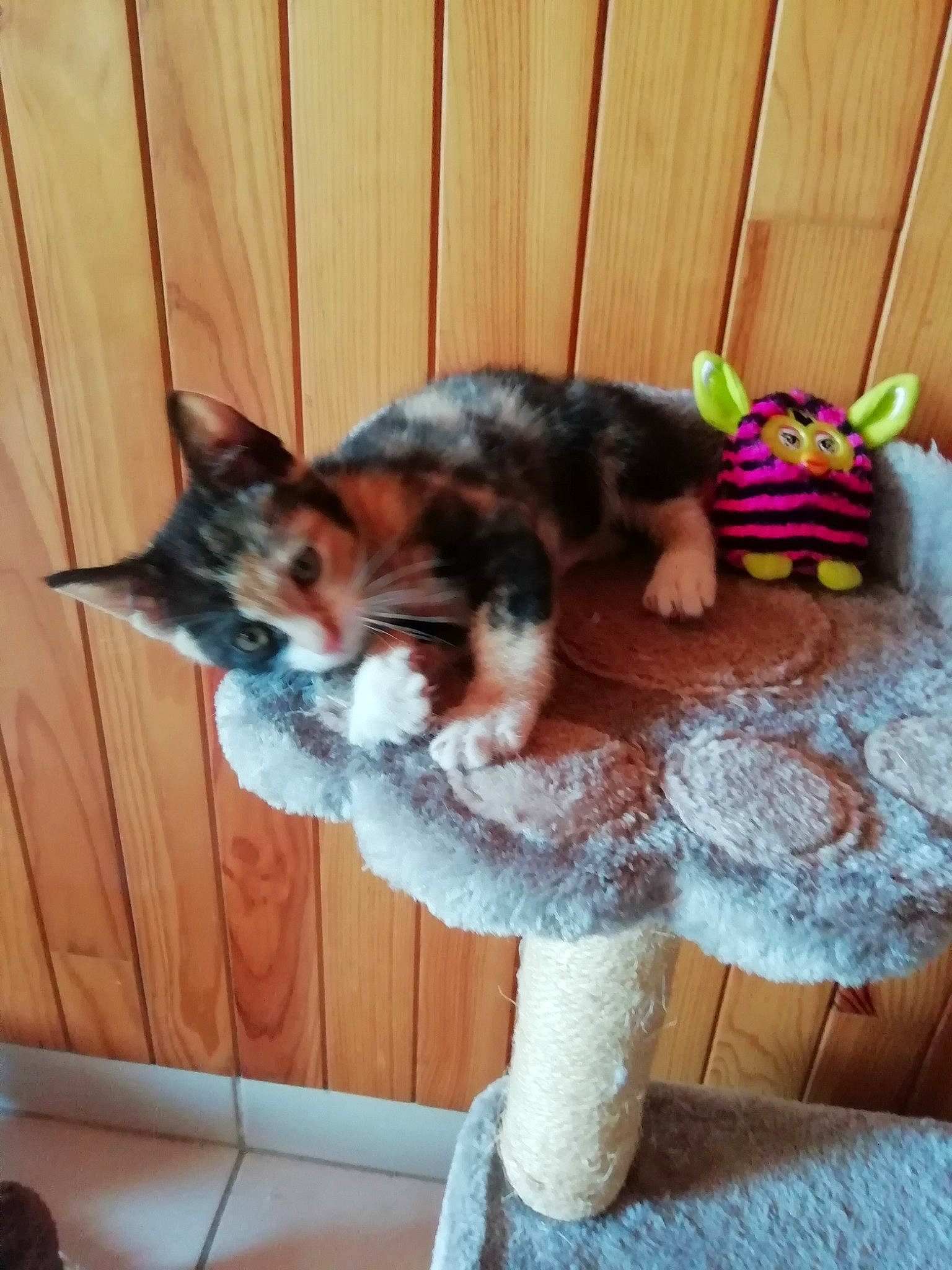 Chanel participe au concours pour gagner de l'argent avec cette photo : canidae, carnivore, cat, dog, dog_breed, fawn, felidae, kitten, mammal, puppy, small_to_medium_sized_cats, tail, terrier, toy_dog, vertebrate, yorkshire_terrier