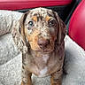 puppy, dog, close_up, merle_pattern, pet_bed, soft_texture, car_interior, red_seat, young_animal, cute, brown_eyes, floppy_ears, speckled_fur, animal_portrait, indoors, sitting, looking_at_camera, small_dog, domestic_animal, cozy