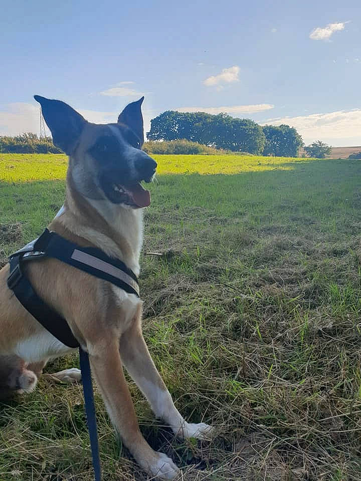 Steffi is registered to the contest to win money with this photo: canidae, carnivore, cloud, collar, companion_dog, dog, dog_breed, dog_collar, fawn, grass, grassland, landscape, leash, pasture, plant, sky, sporting_group, tail, tree, working_animal