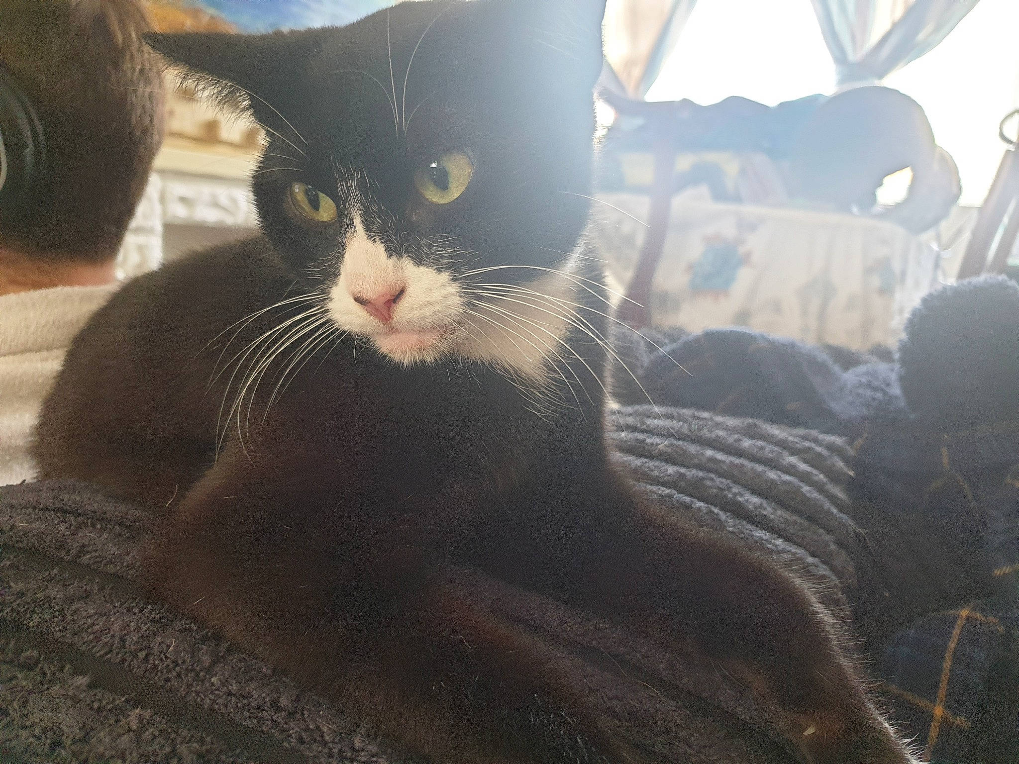 Lexi joined the competition — help win amazing prizes! automotive_tire, black_cat, carnivore, cat, comfort, domestic_short_haired_cat, eye, felidae, fur, grass, grey, human_leg, leg, paw, small_to_medium_sized_cats, snout, sunlight, tail, tints_and_shades, whiskers