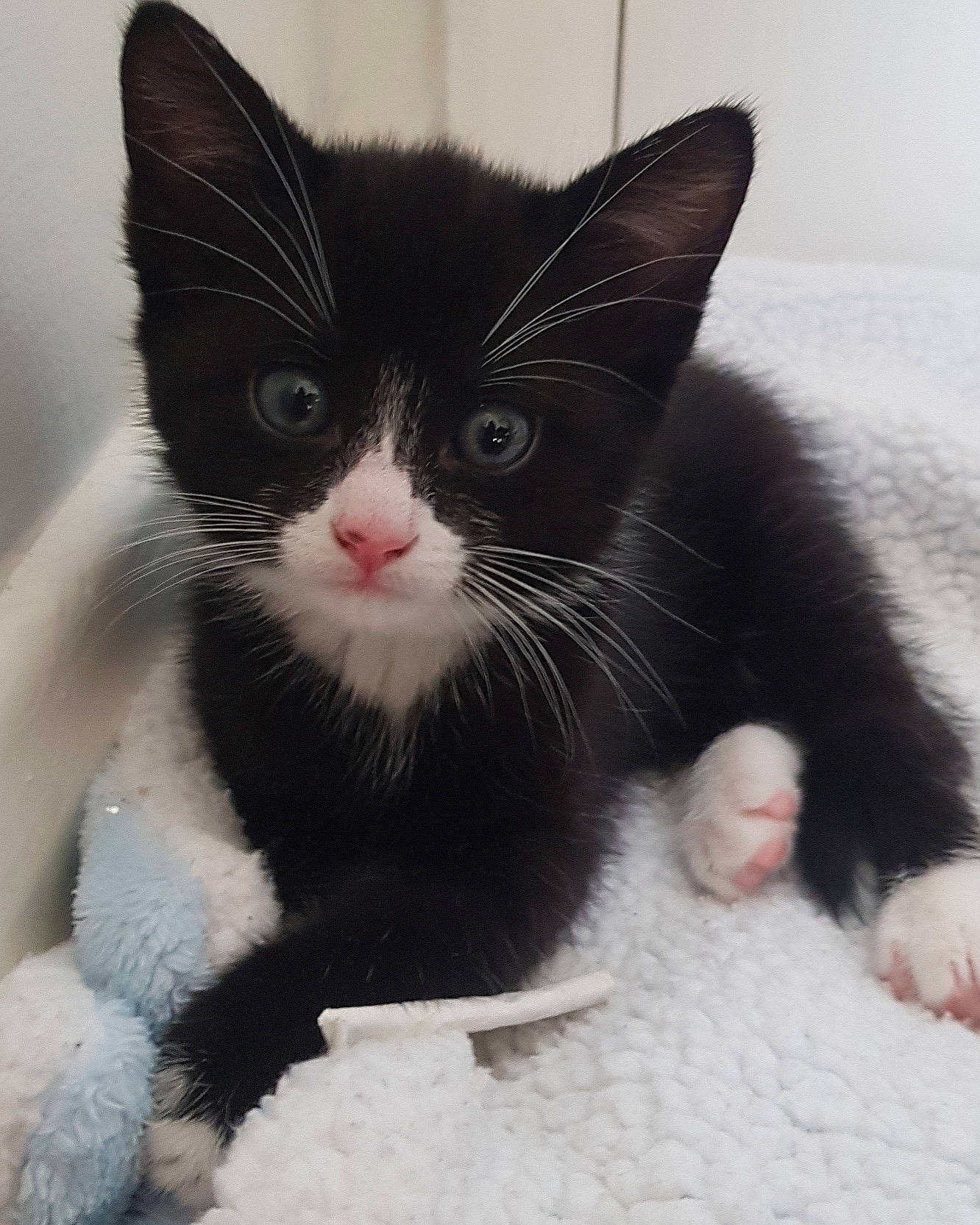 Lexi is registered to the contest to win money with this photo: carnivore, cat, claw, comfort, domestic_short_haired_cat, felidae, foot, fur, grey, paw, small_to_medium_sized_cats, snout, tail, terrestrial_animal, whiskers