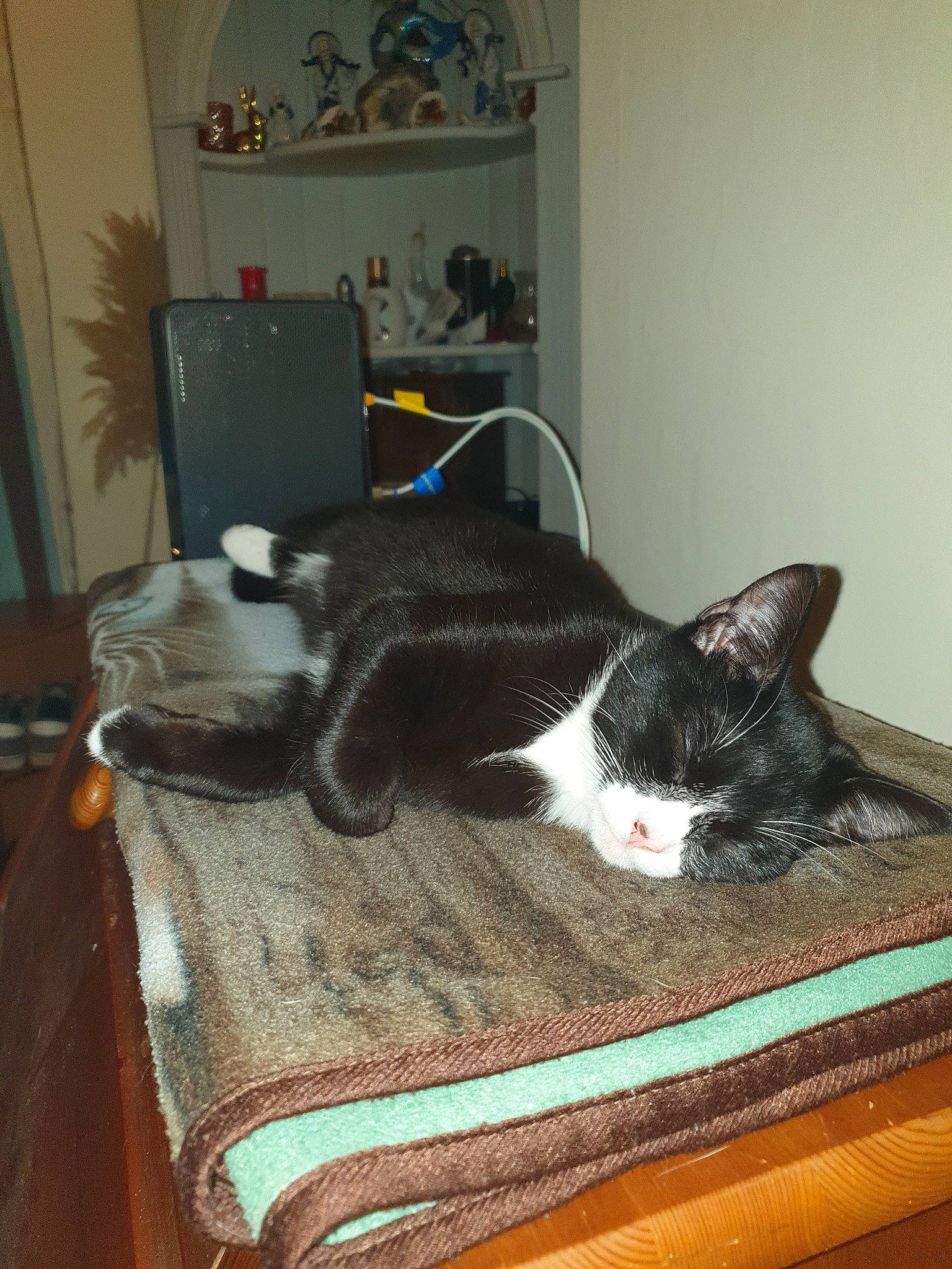 Lexi joined the competition — help win amazing prizes! black_cat, canidae, carnivore, cat, comfort, domestic_short_haired_cat, felidae, flooring, fur, grey, hardwood, house, linens, picture_frame, room, small_to_medium_sized_cats, tail, whiskers, wood, wood_flooring