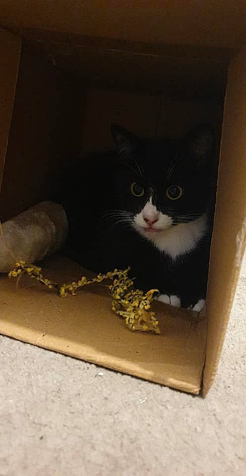 Lexi is registered to the contest to win money with this photo: box, cardboard, carnivore, carton, cat, cat_supply, comfort, domestic_short_haired_cat, felidae, fur, packaging_and_labeling, paper_product, pet_supply, rectangle, shipping_box, small_to_medium_sized_cats, tail, whiskers, window, wood