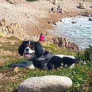 Oliver participe au concours pour gagner de l'argent avec cette photo : dog, outdoor, nature, beach, rock, grass, flowers, ocean, waves, harness, sunny, landscape, scenic, people, coast, relaxing, animal, daylight, field, happy