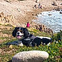 dog, outdoor, nature, beach, rock, grass, flowers, ocean, waves, harness, sunny, landscape, scenic, people, coast, relaxing, animal, daylight, field, happy