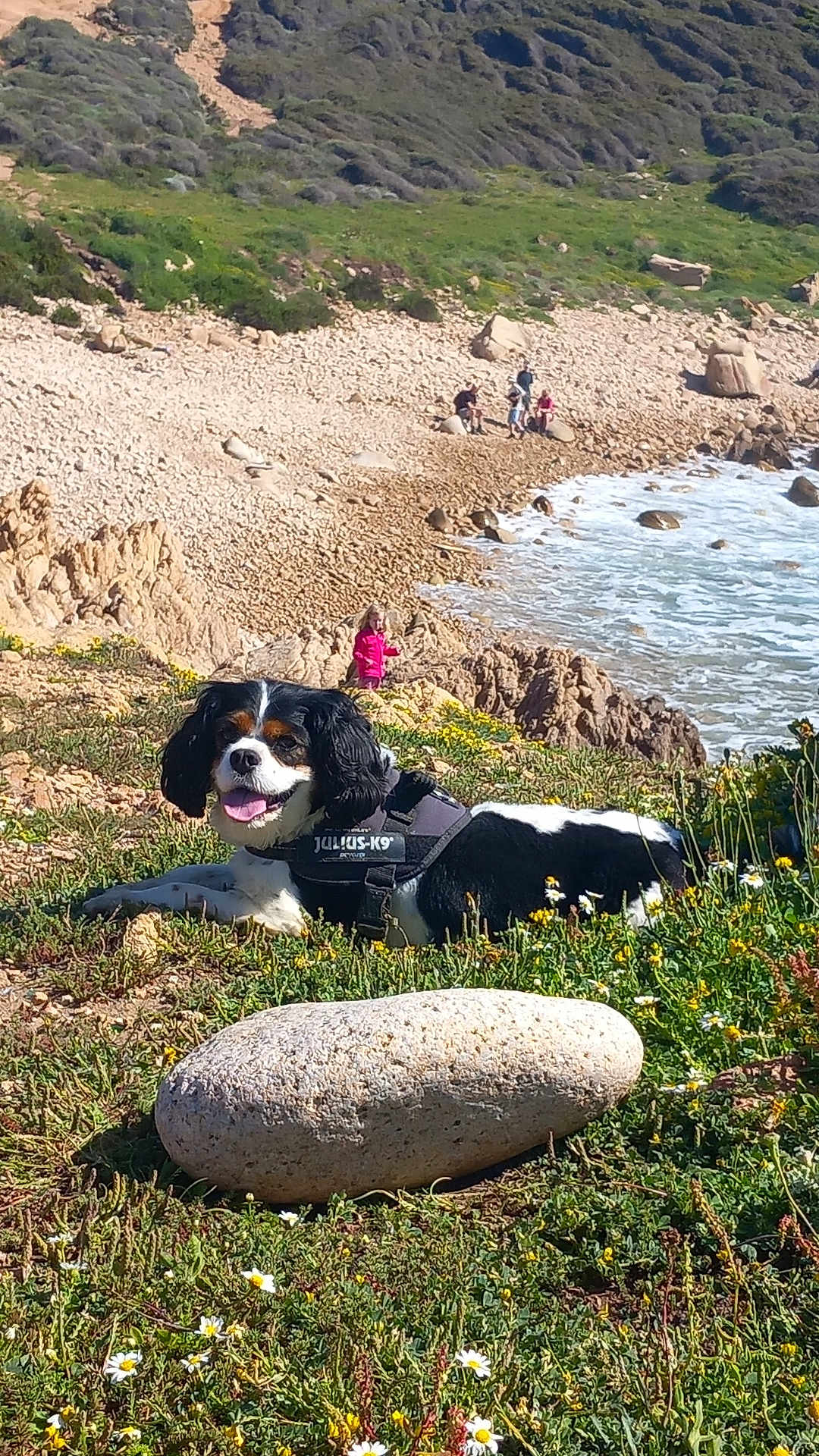 Oliver participe au concours pour gagner de l'argent avec cette photo : dog, outdoor, nature, beach, rock, grass, flowers, ocean, waves, harness, sunny, landscape, scenic, people, coast, relaxing, animal, daylight, field, happy