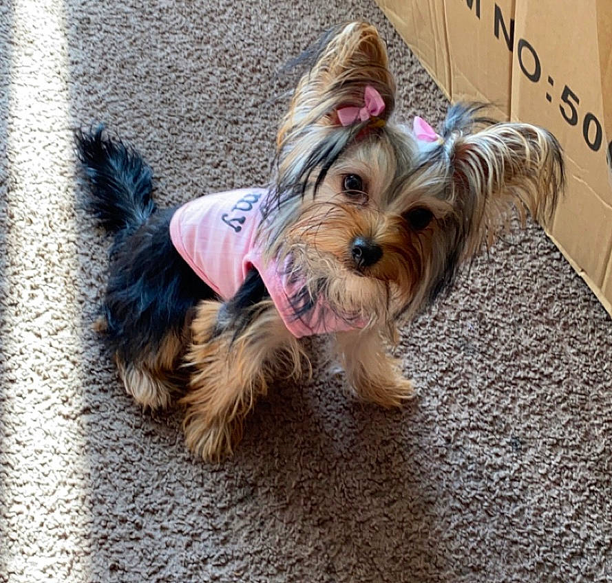 Zoey Houston joined the competition — help win amazing prizes! biewer_terrier, canidae, carnivore, companion_dog, dog, dog_breed, dog_clothes, dog_supply, fashion_accessory, fur, pet_supply, sitting, small_terrier, snout, sporting_group, terrier, toy_dog, working_animal, yorkipoo, yorkshire_terrier