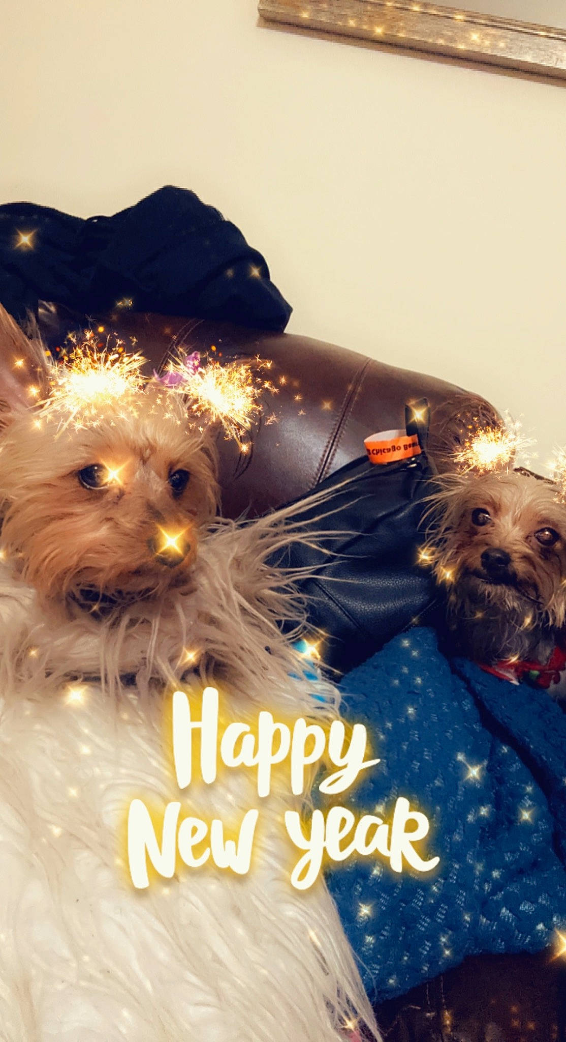 Zoey Houston joined the competition — help win amazing prizes! canidae, carnivore, christmas_ornament, companion_dog, costume_hat, dog, dog_breed, dog_clothes, dog_supply, event, fashion_accessory, fawn, fur, happy, hat, holiday, snout, sporting_group, toy_dog, vertebrate