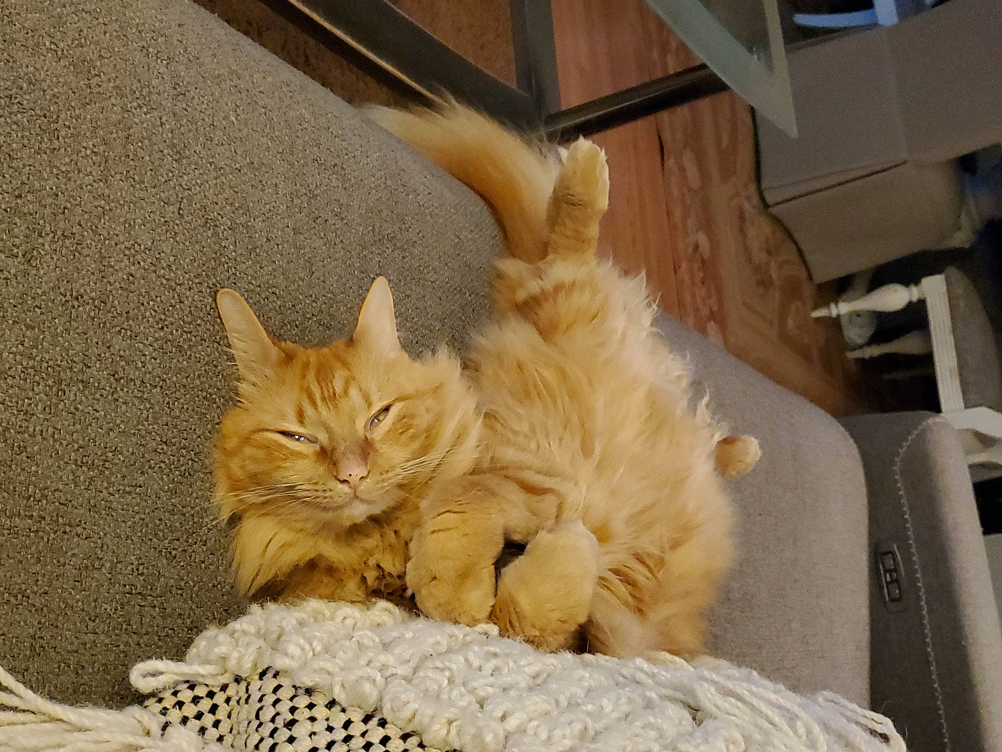 Amy joined the competition — help win amazing prizes! carnivore, cat, claw, comfort, domestic_short_haired_cat, fawn, felidae, flooring, fur, hardwood, nap, paw, plant, room, sitting, small_to_medium_sized_cats, snout, tail, whiskers, wood