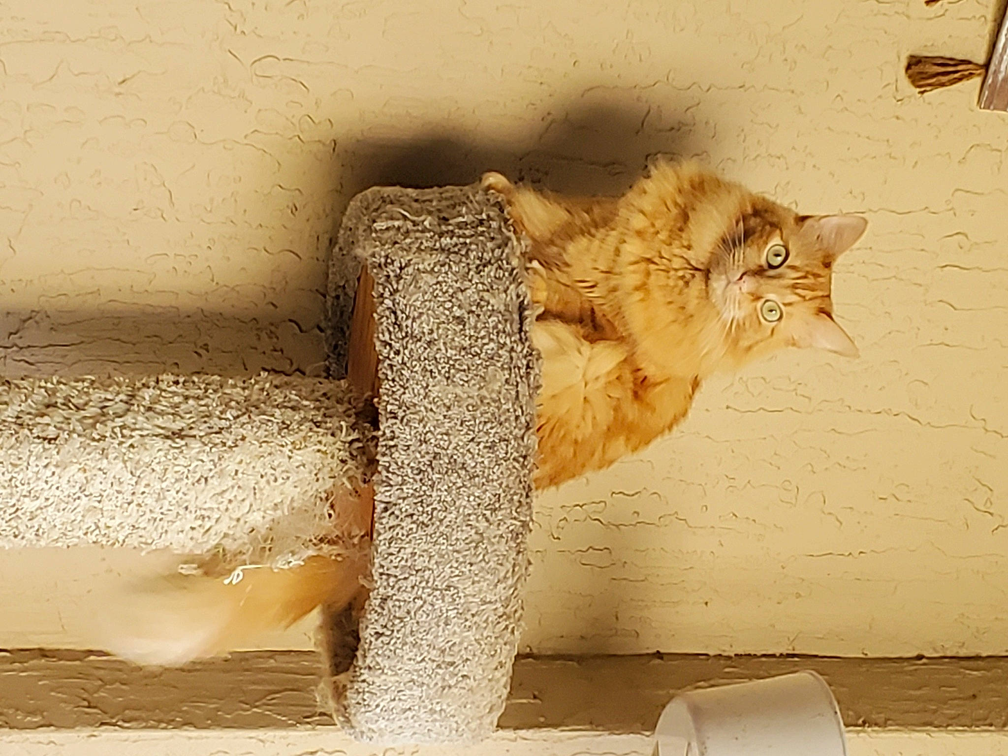 Amy is registered to the contest to win money with this photo: art, carnivore, cat, domestic_short_haired_cat, fawn, felidae, flooring, fur, metal, paw, rectangle, small_to_medium_sized_cats, snout, tail, tints_and_shades, trunk, visual_arts, whiskers, window, wood